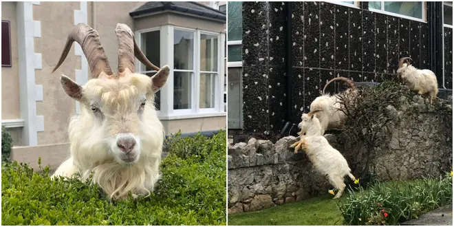 Llandudno has been overrun by wild goats