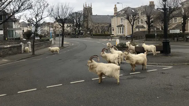 The deserted streets have meant the goats have almost got free rein of the town