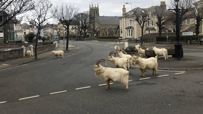 The deserted streets have meant the goats have almost got free rein of the town