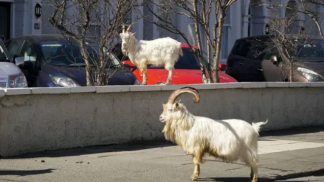 Police say visiting the goats is not essential