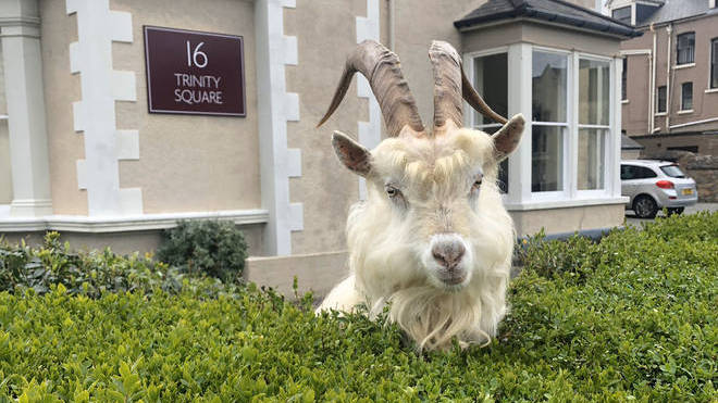 The goats were originally gifted to Lord Mostyn from Queen Victoria