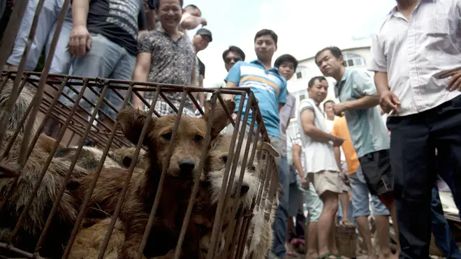 Dog Meat Festival preparations in Yulin, China - June 2015