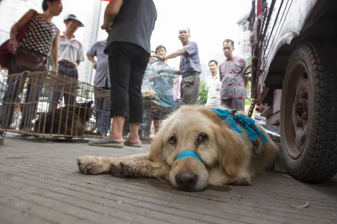 Dog Meat Festival in China - June 2014