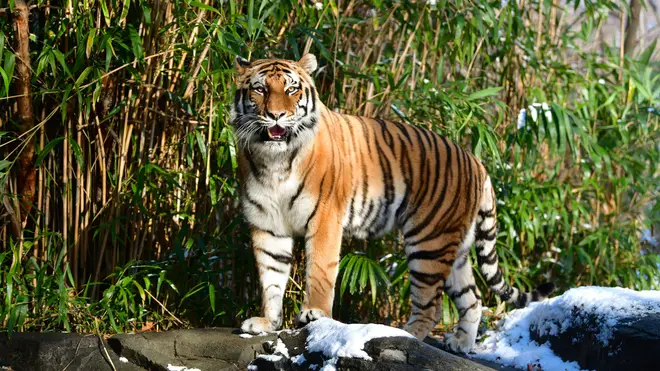 A tiger at Bronx Zoo is pictured