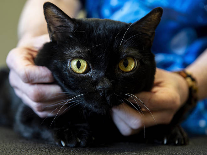 Two cats in New York are thought to be the first pets with the virus