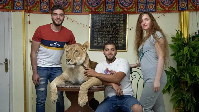 Ashraf el-Helw (second-right) with five-year-old African lion Joumana