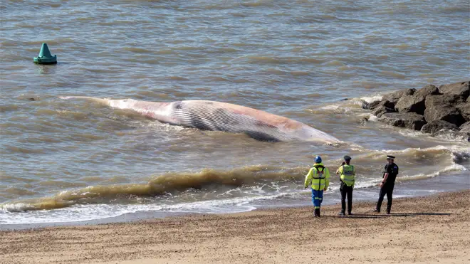 The whale washed up dead on the Essex beach