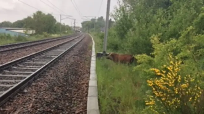 A wild boar was spotted next to the track in North Lanarkshire