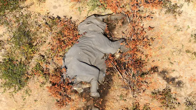 More than 350 elephant carcasses have been spotted in the Okavango Delta