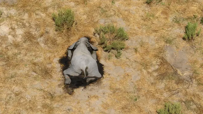 It is unknown what has caused the hundreds of elephant deaths