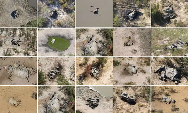 Aerial footage showed elephant carcasses scattered across the Okavango Delta