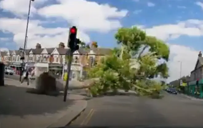 The tumbling tree narrowly missed two passers-by