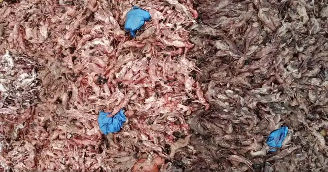 Horrifying images of foxes being tossed into piles after being skinned