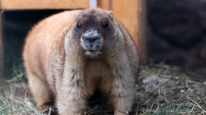 The teenager contracted bubonic plague after eating marmot meat, reports say