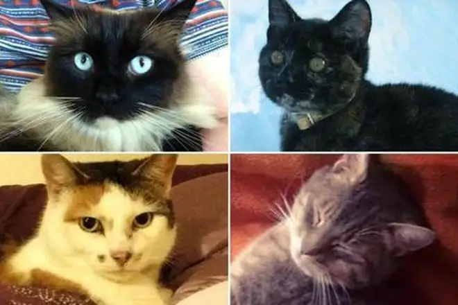 Victims of the "Croydon Cat Killer"