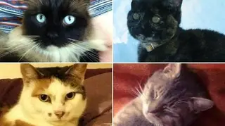 Victims of the "Croydon Cat Killer"