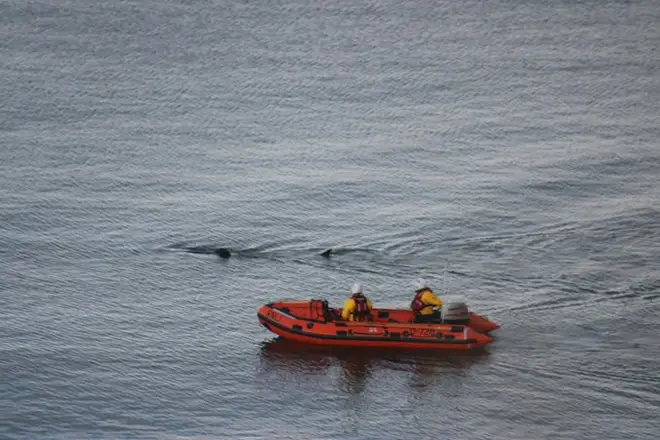 RNLI crews joined the efforts to save the creature before it was put down