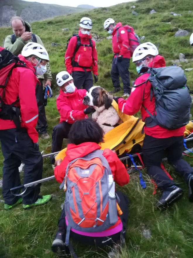 Sixteen volunteers from Wasdale Mountain Rescue Team spent nearly five hours rescuing Daisy
