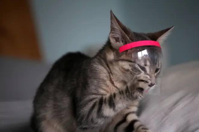 A cat in Argentina wears a mini-mask to protect it from coronavirus