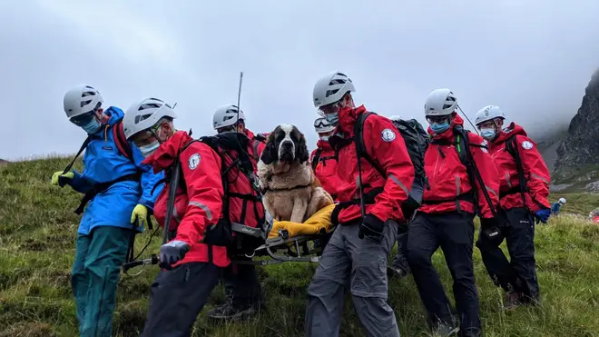 Wasdale Mountain Rescue Team rescuing a St Bernard dog from Scafell Pike, Lake District