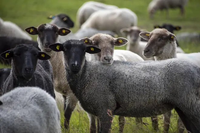 The cost of livestock theft also rose 9 per cent last year to £3 million, according to the findings.