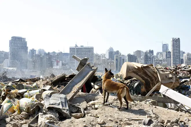 Rescue dogs are searching the rubble in Beirut