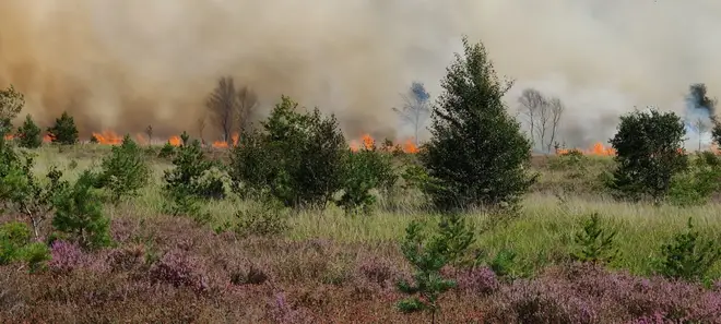 The fire tore through Chobham Common on Friday