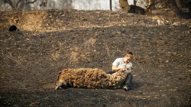 A woman comforts an injured llama after fires swept through in Vacaville, California