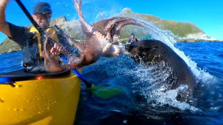 Kayaker gets slapped by a seal