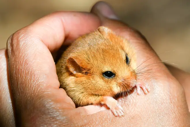 The hazel dormouse - more closely related to a squirrel than a mouse - are endangered in the UK