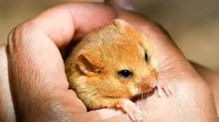 The hazel dormouse - more closely related to a squirrel than a mouse - are endangered in the UK
