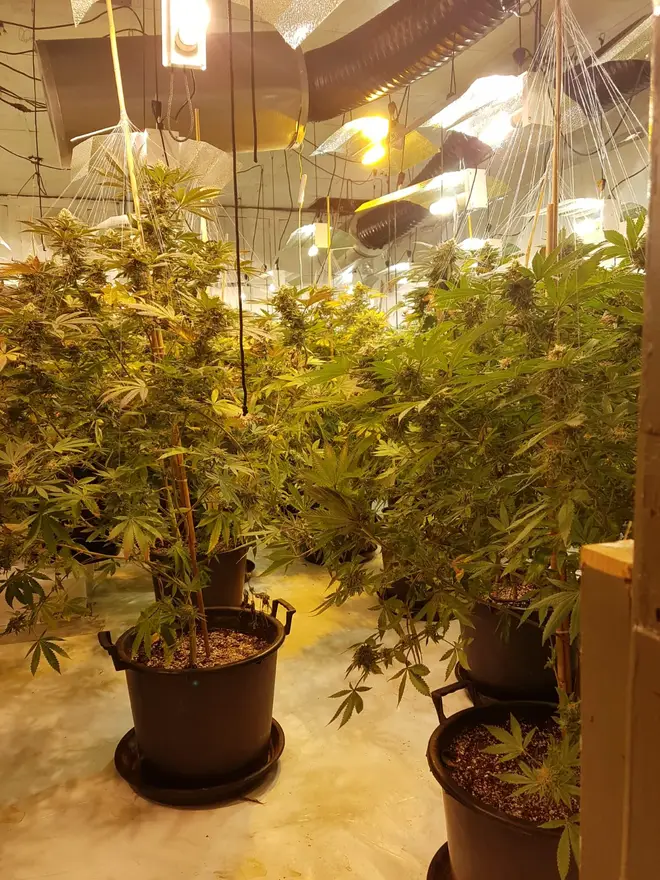 The cannabis plants were spread out across three floors, along with £150,000 worth of "sophisticated" planting