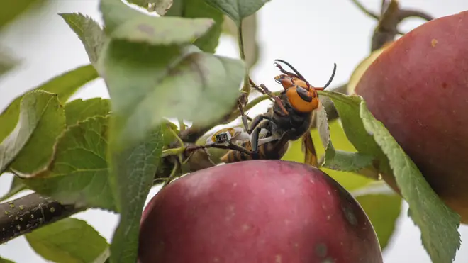A live Asian giant hornet with a tracking device affixed to it sits on an apple in a tree where it was placed, near Blaine, Washington state, US (Karla Salp/AP)