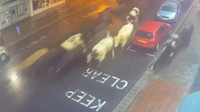 Pub-goers watched on in shock as the herd of cows marched down the high street