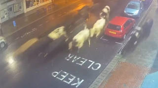 Pub-goers watched on in astonishment as the herd of cows marched down the high street
