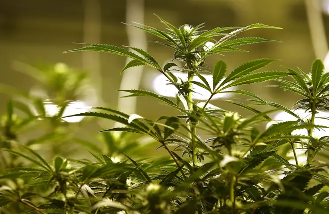 New Jersey has voted to legalise recreational marijuana