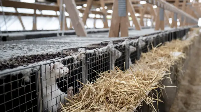 Mass culls of mink are taking place in Denmark