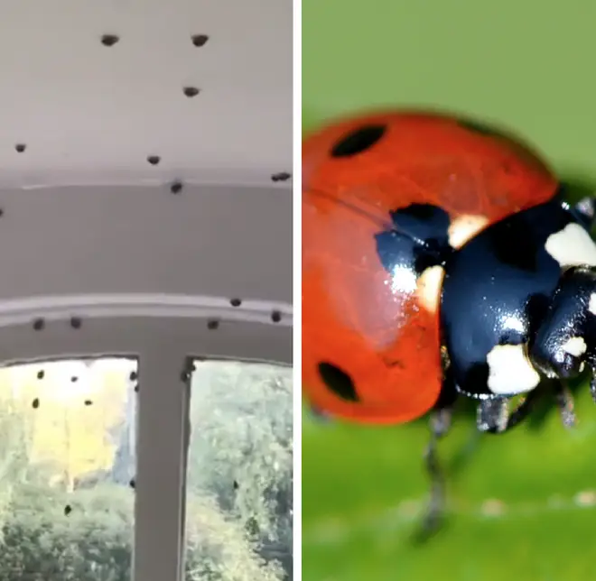 Social media users have shared videos of the ladybird invading their homes