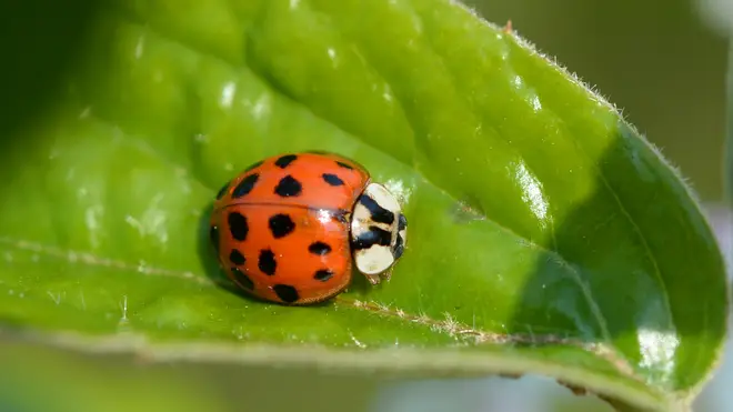 The Harlequin Ladybird is native to Asia
