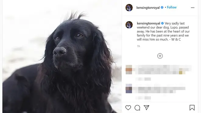 The nine-year-old black cocker spaniel was a wedding present from Kate's brother James