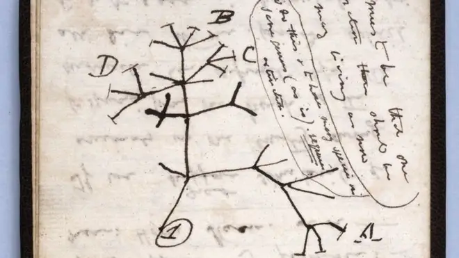 One of the notebooks contained Darwin's seminal 1837 Tree of Life sketch