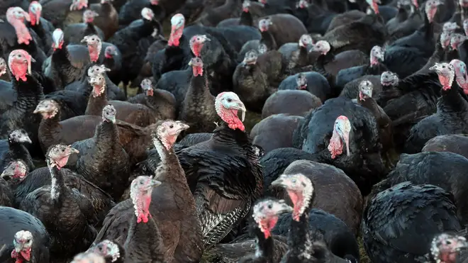 Over 10,000 turkeys will be culled at a farm in North Yorkshire after an outbreak of bird flu has been confirmed