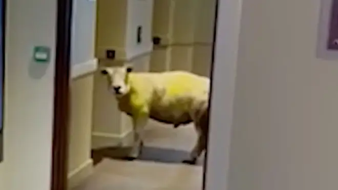 Sidney the sheep was filmed by stunned workers at the Premier Inn in Holyhead