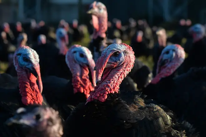 Over 25,000 turkeys will be culled in a bid to slow the spread of a new bird flu outbreak