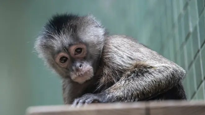 Keeping capuchin monkeys as pets would be banned in England under the proposals
