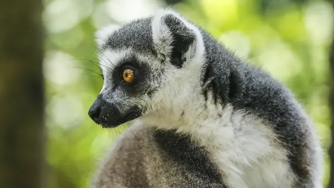 Lemurs are some of the most commonly held primates in the UK