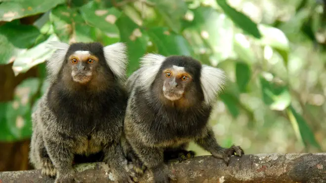 Marmosets are the most popular primate pets in the UK