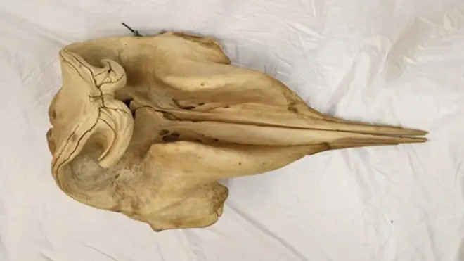 Police are hoping to trace this whale skull that was taken from a beach