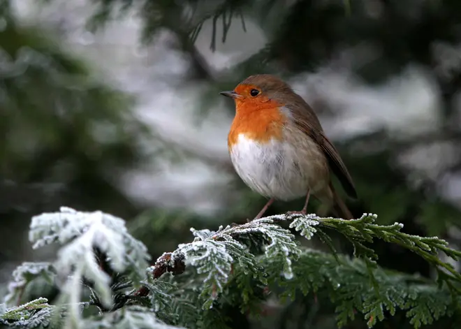 Those hoping for snow on Christmas Day are likely to be disappointed