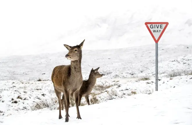 Red deer in the snow alongside the A82 in Glencoe, Scotland, on Sunday.